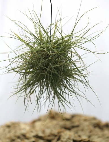 Tillandsia schiedeana in tuft - 15 to 20 cm air plant
