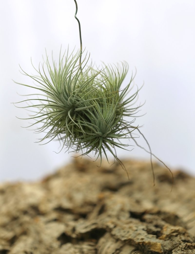 Tillandsia tectorum 'White Fuzzy' in tuft daughter of the air