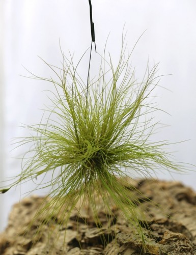 Tillandisa remota in tuft - 15 to 20 cm air daughter