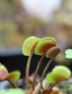Dionaea muscipula 'Red Piranha' Plante carnivore