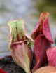 Carnivorous plants Sarracenia purpurea subsp venosa var burkii