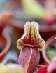 Plante carnivore Sarracenia purpurea subsp venosa var burkii