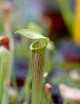 Plante carnivore Sarracenia rubra ssp. wherryi