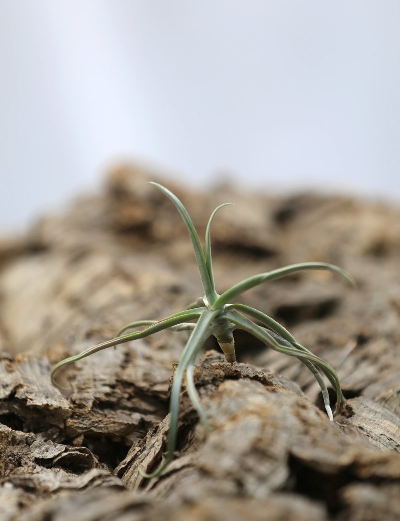 Tillandsia reichenbachii - 8 à 10 cm fille de l'air