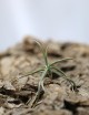Tillandsia reichenbachii - 8 à 10 cm fille de l'air