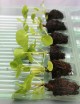 Plantes terrariums Pilea peperomioides