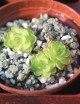 Plante carnivore Pinguicula gracilis