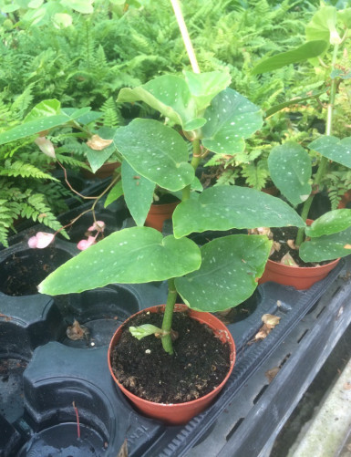 Terrarium plants Begonia tamaya (spotted)