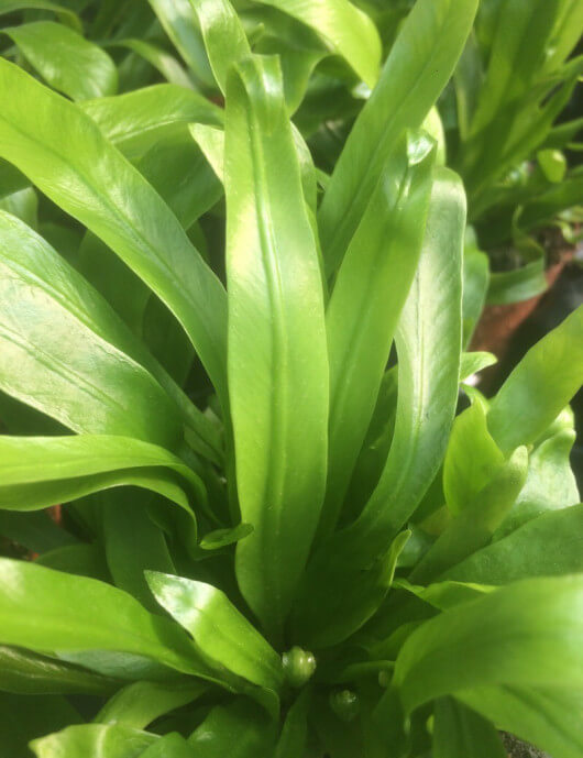 Plantes terrariums Asplenium nidus