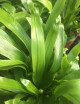 Plantes terrariums Asplenium nidus