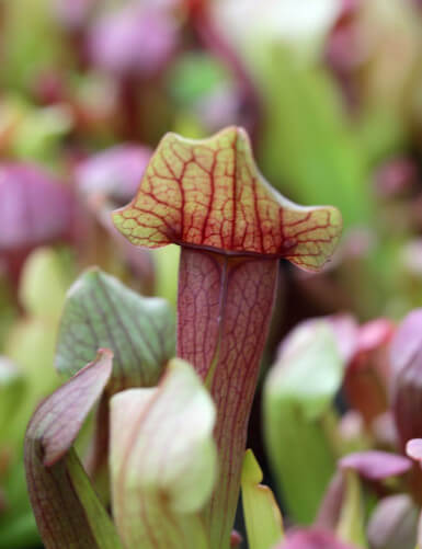 Carnivorous plant Sarracenia hybrid MAROON