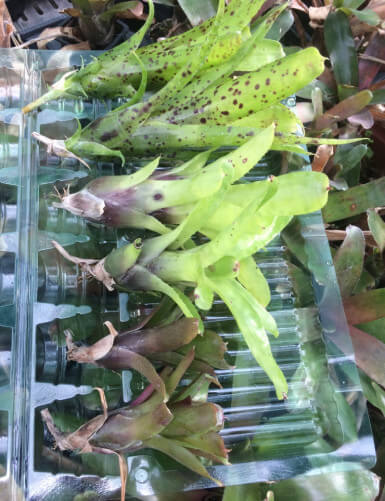 Plant terrarium Rejets Neoregelia pair lot
