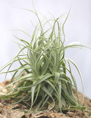 Tillandsia straminea en touffe fille de l'air