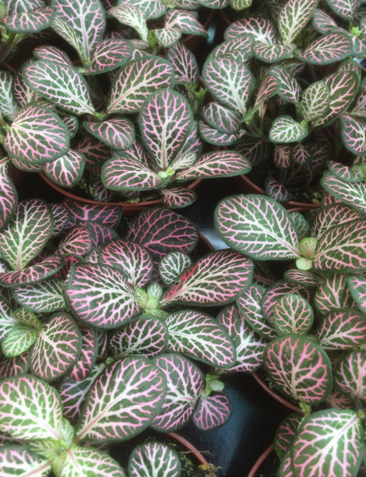 Plantes terrariums Fittonia 'rose'