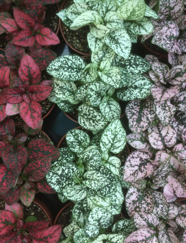 Plantes terrariums Pack 3 Hypoestes
