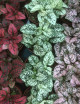 Plantes terrariums Pack 3 Hypoestes