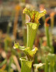 Carnivorous plant Sarracenia x Moorei