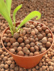 Clay balls