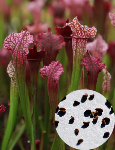 Graines de Sarracenia (mix) Plante carnivore