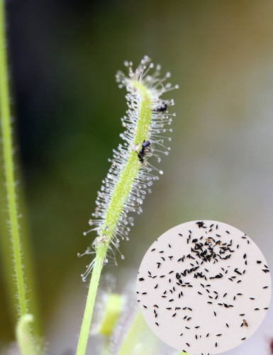 Graines de Drosera capensis blanc - 'albino' Plante carnivore
