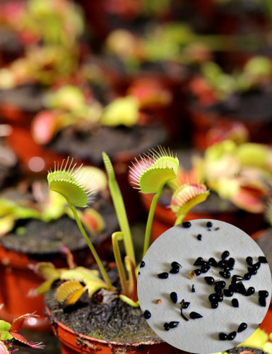 Graines de Dionaea muscipula Plante carnivore
