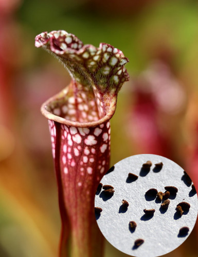 Graines de Sarracenia Stevensii Plante carnivore