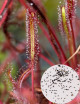 Drosera capensis seeds red leaves Carnivorous plant