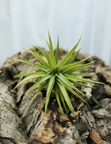 Tillandsia neglecta fille de l'air