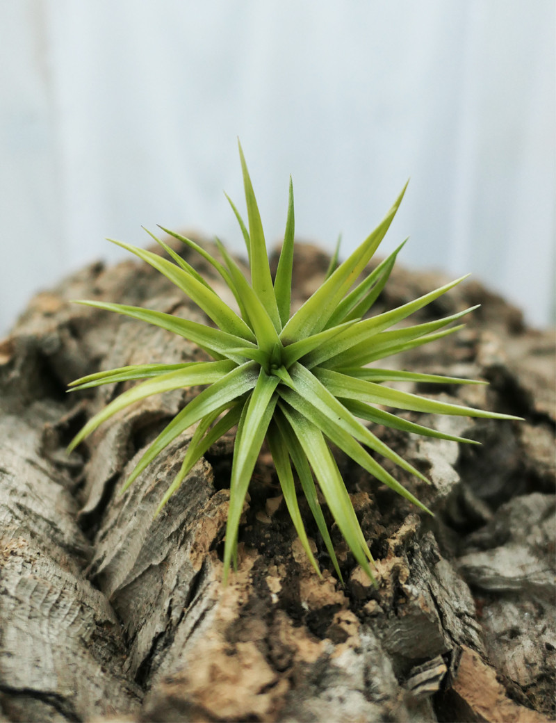 Tillandsia neglecta fille de l'air