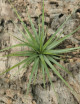 Tillandsia concolor fille de l'air