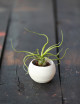Bulbosa présenté N°3