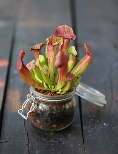 Sarracenia Barba - À conserver