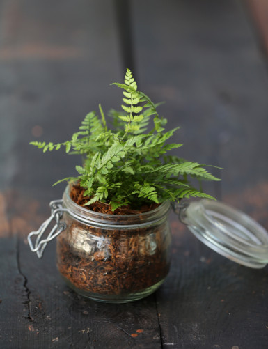 Dryopteris erythrosora - À conserver
