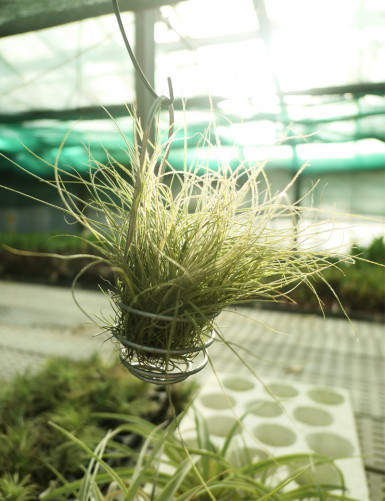 Tillandsia mallemontii - Suspended