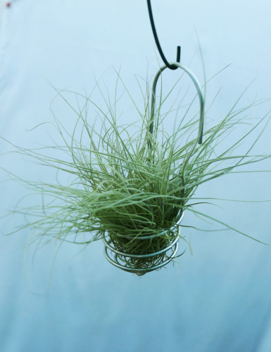 Tillandsia mallemontii - Suspended