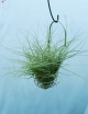Tillandsia mallemontii - Suspended