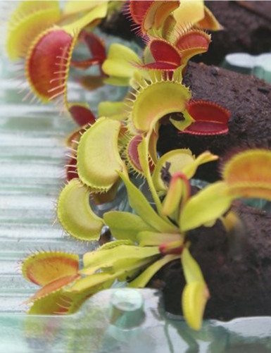 Dionaea muscipula - Mini-motte Plante carnivore