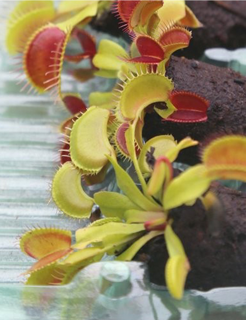 Motte of Dionaea muscipula Carnivorous plant