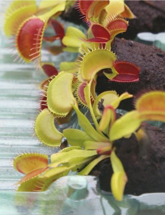 Motte of Dionaea muscipula Carnivorous plant