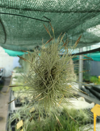 Tillandsia bandensis in tuft daughter of the air