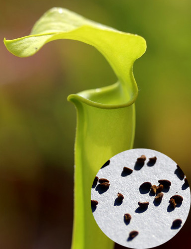 Graines de Sarracenia Flava var. maxima Plante carnivore
