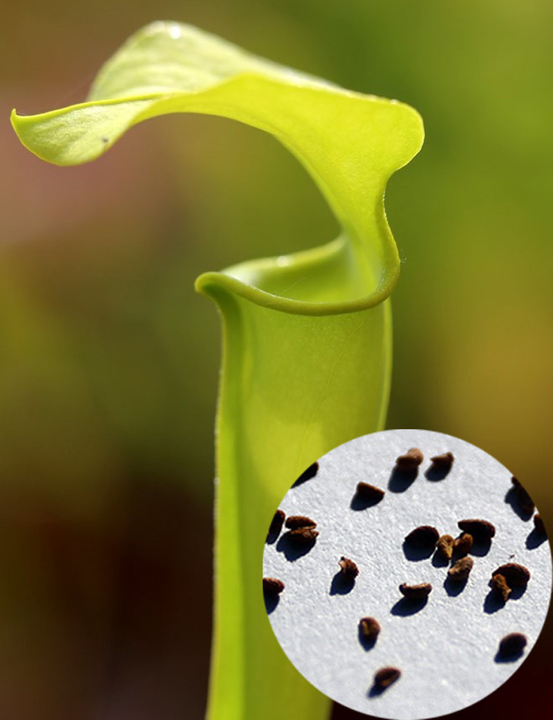 Graines de Sarracenia Flava var. maxima Plante carnivore