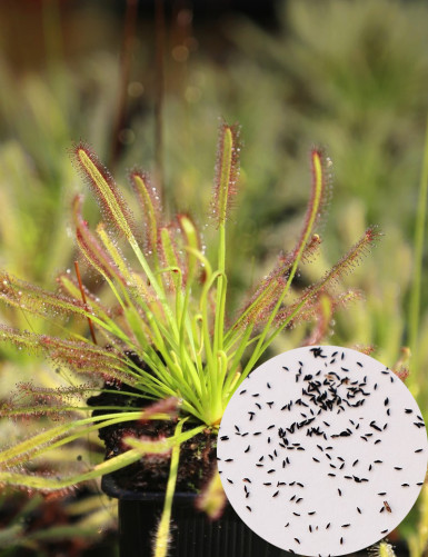 Graines de Drosera (mix) plante carnivore