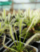 Drosera capensis alba plante carnivore