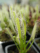 Drosera capensis alba plante carnivore