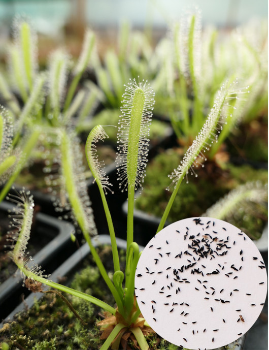 Drosera capensis alba seeds Carnivorous plant