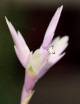 Tillandsia cacticola in tuft 35-40cm air daughter