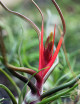 Tillandsia bulbosa - 5 to 8 cm tall
