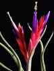 Tillandsia caput-medusae - 12 à 18 cm fille de l'air