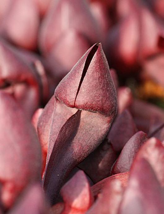 Plante carnivore Sarracenia x courtii